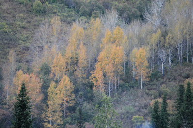photo 243468