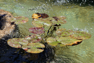 photo 267357