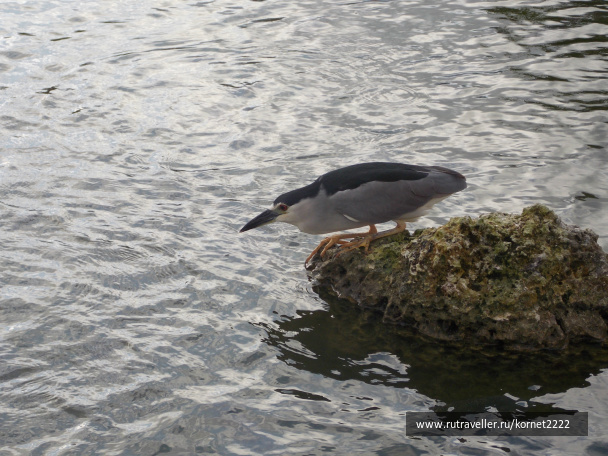 photo 329470