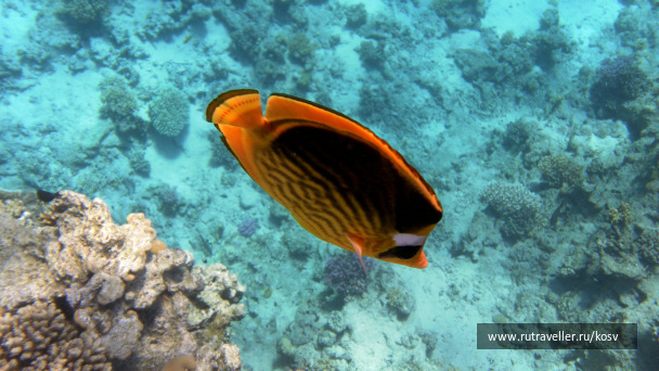 photo 464064