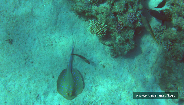 photo 464069