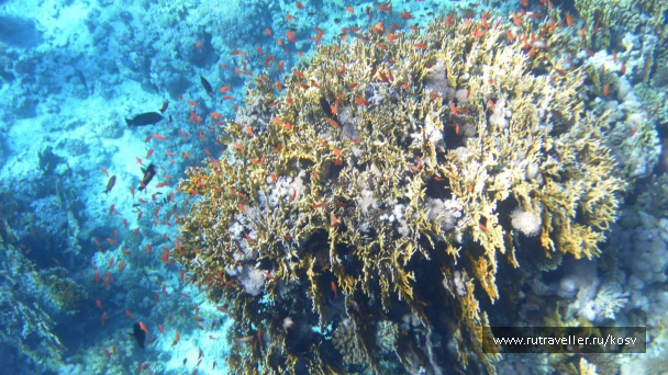 photo 464072