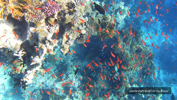photo 464537