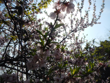photo 1123345