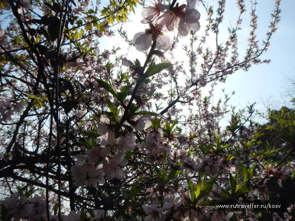 photo 1123345