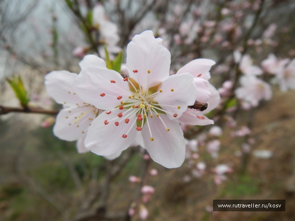 photo 742864