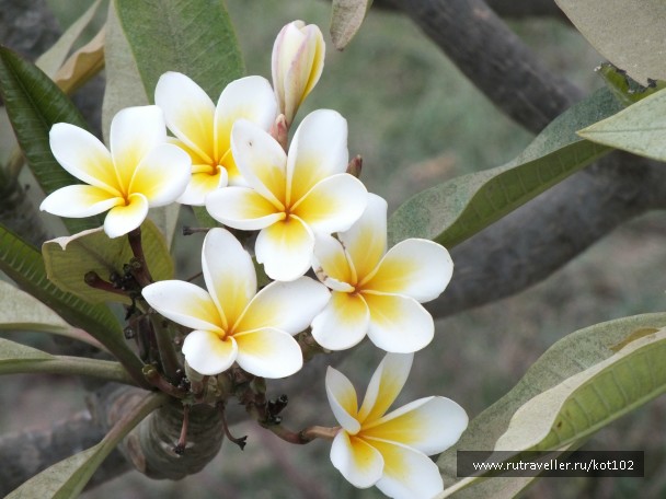 photo 755050