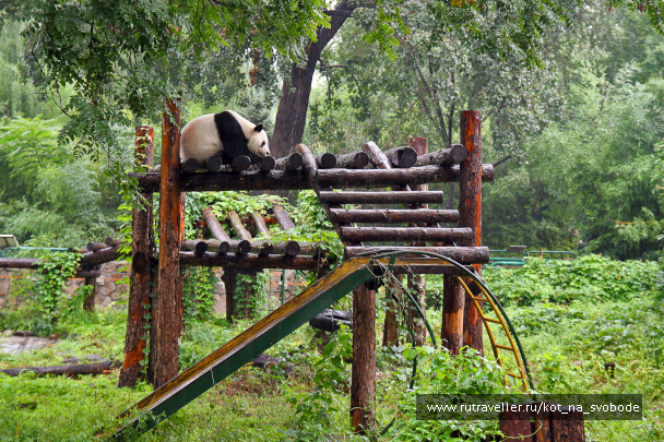 photo 225733