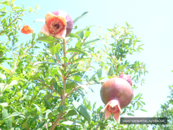 photo 442024
