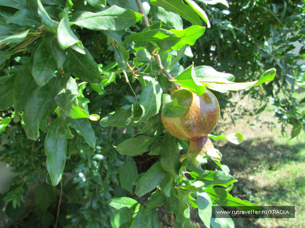 photo 442028