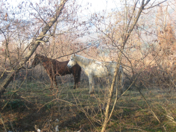 photo 995298