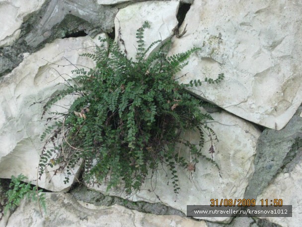 photo 803754