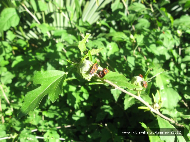 photo 921008