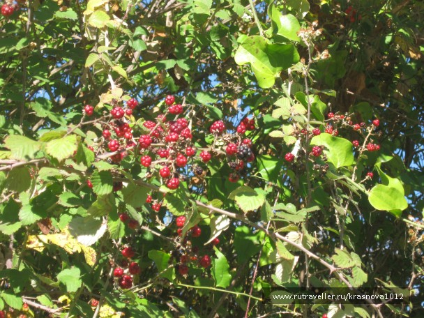 photo 921026