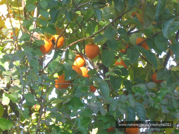 photo 921029