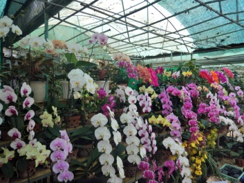 photo 1566527