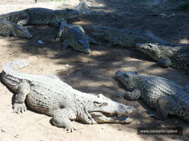 photo 441459
