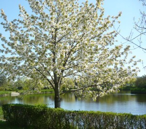 photo 1471726
