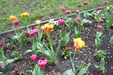 photo 1471733