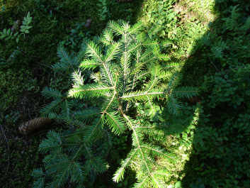 photo 670813