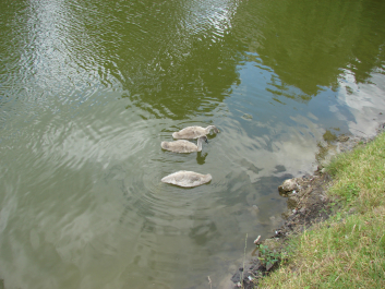 photo 671138