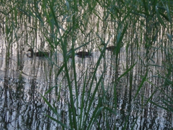 photo 757455