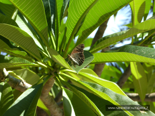 photo 483852
