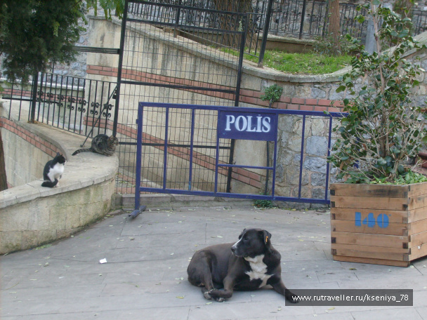 photo 222245