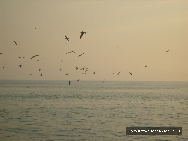 photo 222778