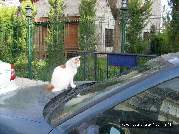 photo 224001