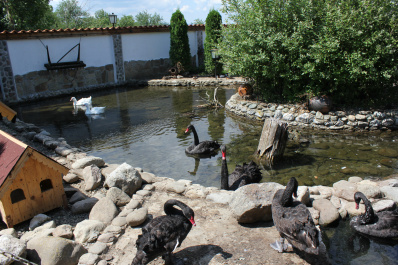 photo 444568