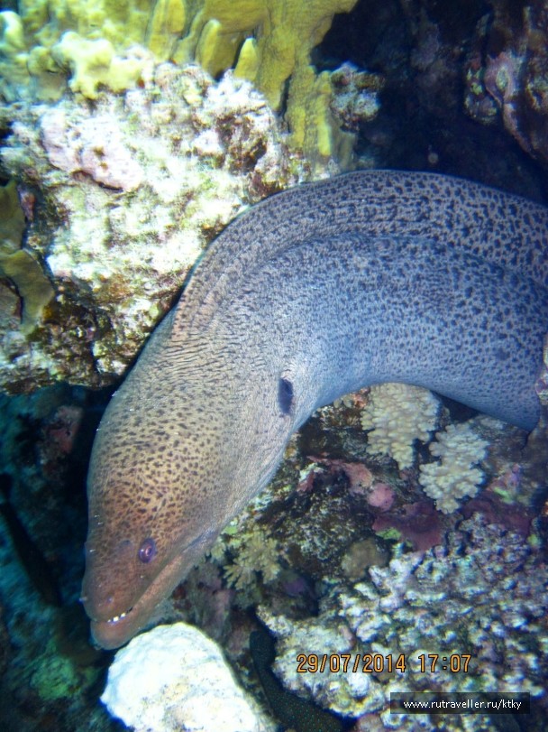 photo 835169