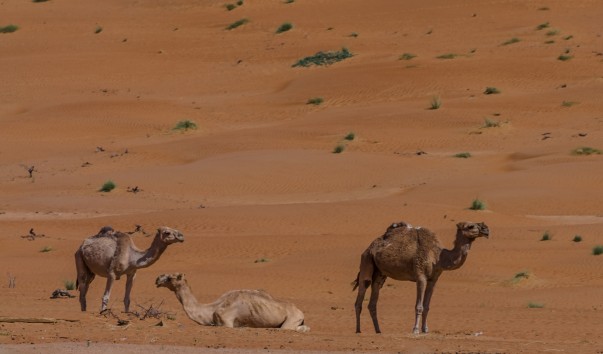 Wahiba_Sands_044