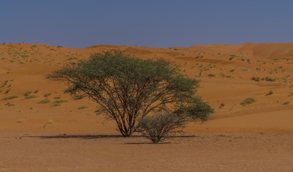 Wahiba_Sands_040