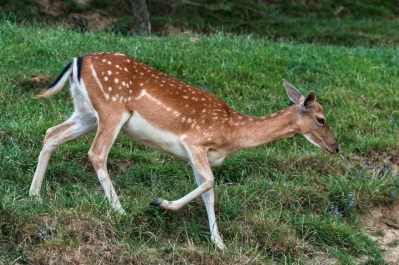 photo 337664