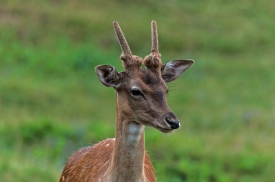 photo 337667