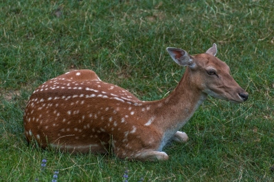 photo 337671