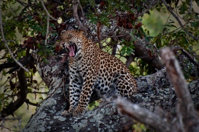 photo 249888