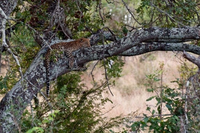photo 249889