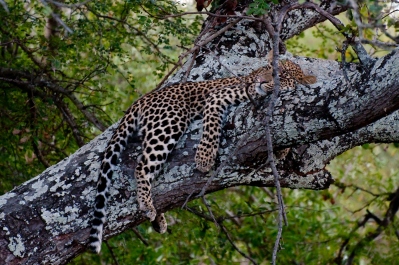 photo 249892