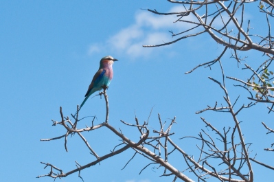 photo 249918