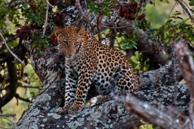 photo 257725