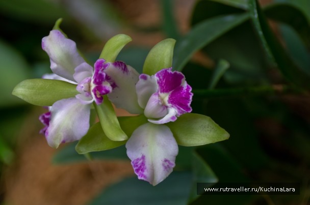 photo 253323