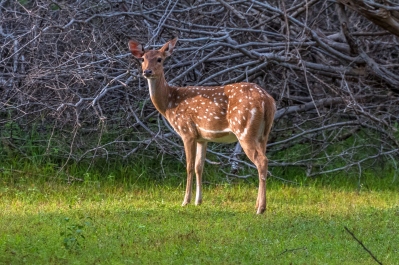 photo 322739