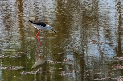 photo 322745