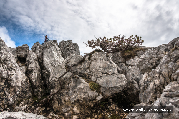 photo 1542519