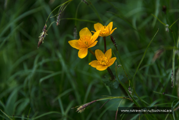 photo 1545051