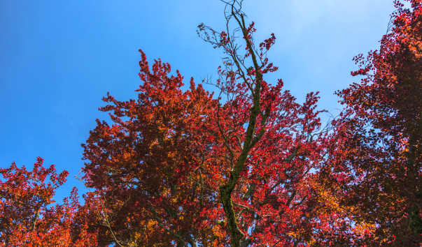 Chiemsee_013