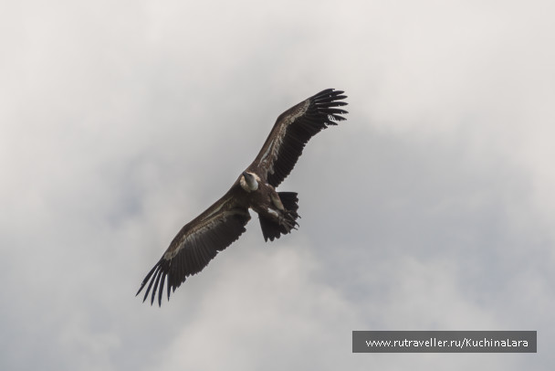 photo 1093214