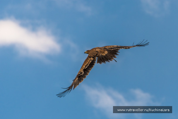 photo 1093221